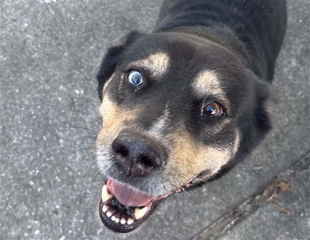 Shelter Stray Unknown Dog last seen PICCIOLA RD/KINGS COVE FRUITLAND PARK 34731, 12280 County Rd 448, Tavares, FL 32778, USA