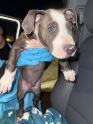 Shelter Stray Male Dog last seen MONTROSE AND GOLIAD, 4710 TX-151, San Antonio, TX 78227, USA