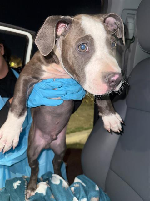 Shelter Stray Male Dog last seen MONTROSE AND GOLIAD, 4710 TX-151, San Antonio, TX 78227, USA