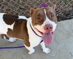 Shelter Stray Female Dog last seen CHARLOTTE, 8315 Byrum Dr, Charlotte, NC 28217, USA