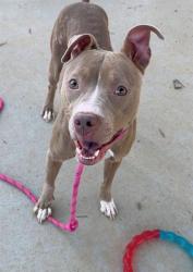 Shelter Stray Female Dog last seen CHARLOTTE, 8315 Byrum Dr, Charlotte, NC 28217, USA