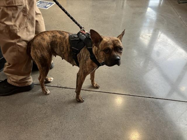 Shelter Stray Female Dog last seen Near BLOCK JANESVILLE, BEL AIRE, KS, 67220, 3303 N Hillside St, Wichita, KS 67219, USA