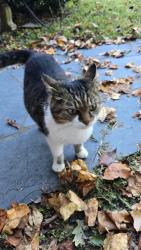 Reunited Female Cat last seen Valhalla Dr Greensboro NC, Greensboro, NC 27406