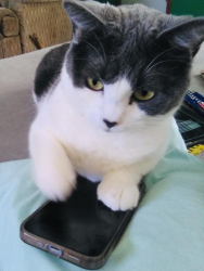 Reunited Female Cat last seen Starlite ests, Sioux Falls, SD 57104
