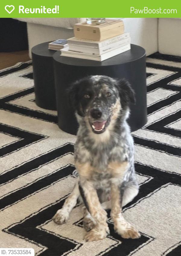 Reunited Male Dog last seen Ash Grove Park, Denver, CO 80222