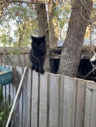 Lost Male Cat last seen Alma&stanhope sts. West foitscray, West Footscray, VIC 3012