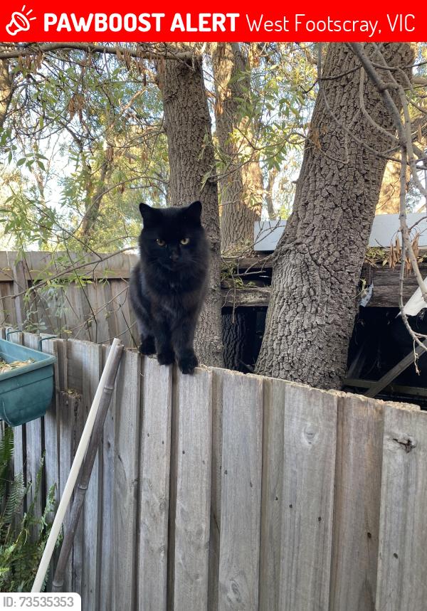 Lost Male Cat last seen Alma&stanhope sts. West foitscray, West Footscray, VIC 3012