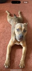 Lost Female Dog last seen Near S Balliet St Frackville, PA 17931 United States, Frackville, PA 17931