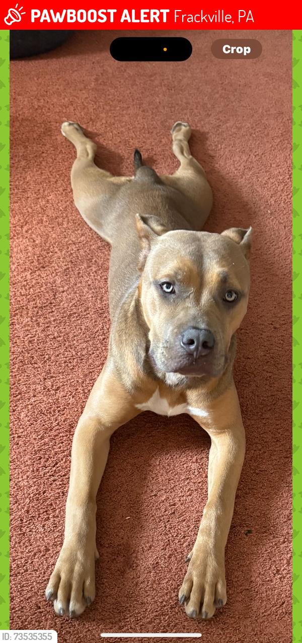Lost Female Dog last seen Near S Balliet St Frackville, PA 17931 United States, Frackville, PA 17931