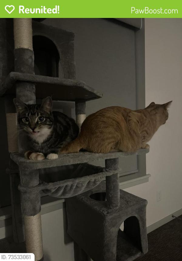 Reunited Male Cat last seen East Revere Drive, Sioux Falls, SD 57110