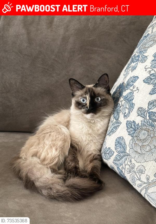 Lost Female Cat last seen Cedar / Harrison /, Branford, CT 06405
