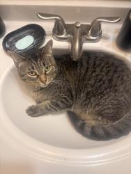 Lost Female Cat last seen Lane Dr, Raytown, MO 64138