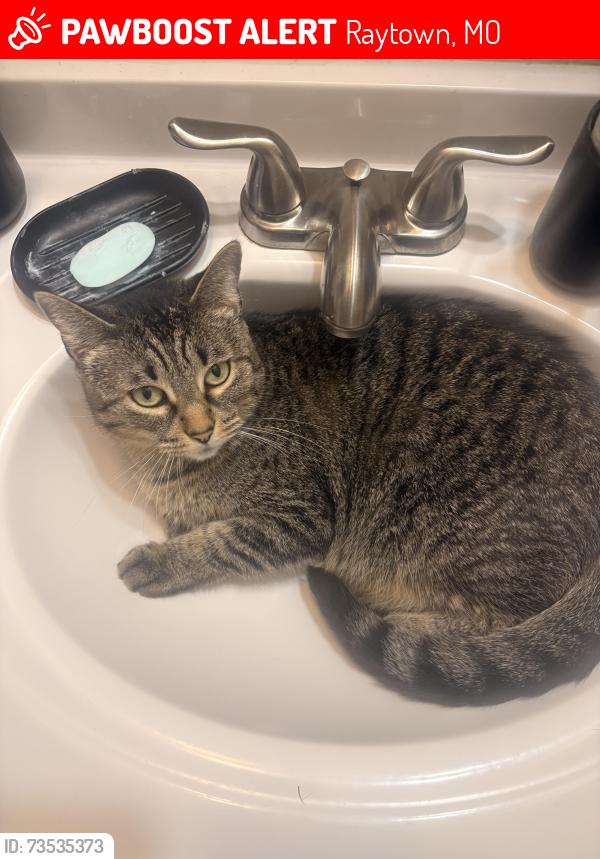 Lost Female Cat last seen Lane Dr, Raytown, MO 64138