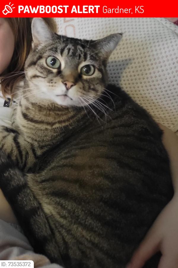Lost Female Cat last seen Moonlight road, Gardner ks, Gardner, KS 66030