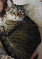 Lost Female Cat last seen Moonlight road, Gardner ks, Gardner, KS 66030