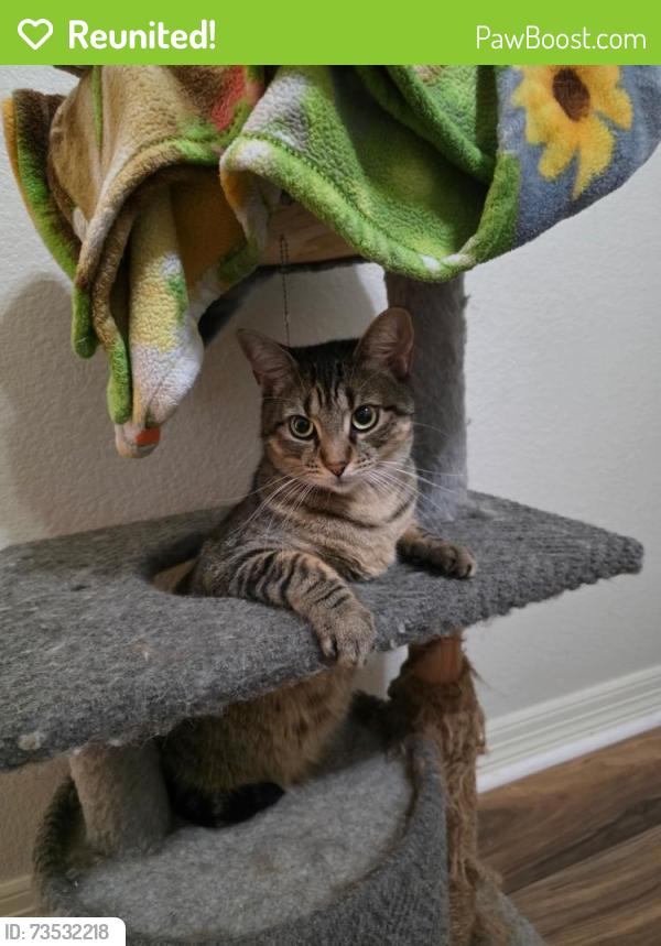 Reunited Male Cat last seen Knights way, Harker Heights, TX 76548