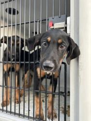 Shelter Stray Female Dog last seen Near Rolling Brook Ct, Union City, GA, 1251 Fulton Industrial Blvd NW, Atlanta, GA 30336, USA