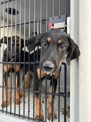 Shelter Stray Female Dog last seen Near Rolling Brook Ct, Union City, GA, 1251 Fulton Industrial Blvd NW, Atlanta, GA 30336, USA
