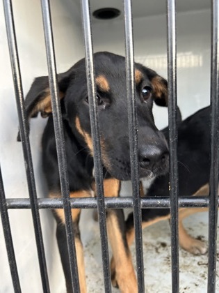 Shelter Stray Female Dog last seen Near Rolling Brook Ct, Union City, GA, 1251 Fulton Industrial Blvd NW, Atlanta, GA 30336, USA