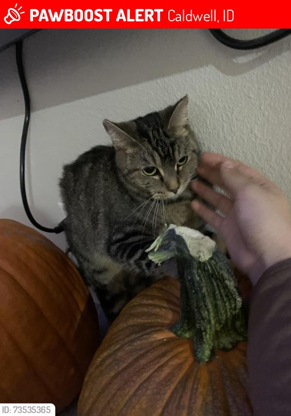 Lost Female Cat last seen Clayton st, Caldwell, ID 83607