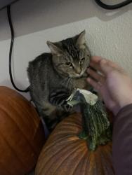 Lost Female Cat last seen Clayton st, Caldwell, ID 83607