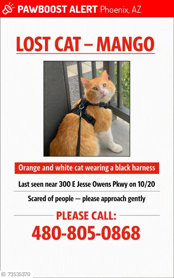 Lost Male Cat last seen Echo Ridge apmts, Phoenix, AZ 85042