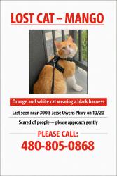Lost Male Cat last seen Echo Ridge apmts, Phoenix, AZ 85042