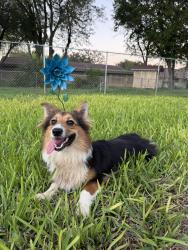 Reunited Unknown Dog last seen Pamela Dr, Mission, TX 78572