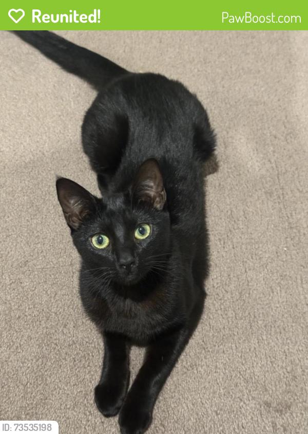 Reunited Female Cat last seen High Street, Glen Iris, VIC 3146