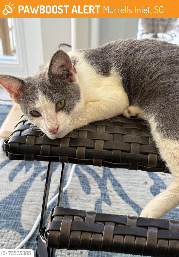 Found/Stray Female Cat last seen International Club area, Murrells Inlet, SC 29576
