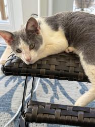 Found/Stray Female Cat last seen International Club area, Murrells Inlet, SC 29576