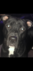 Lost Male Dog last seen Montrose Dr, Greensboro, NC 27403