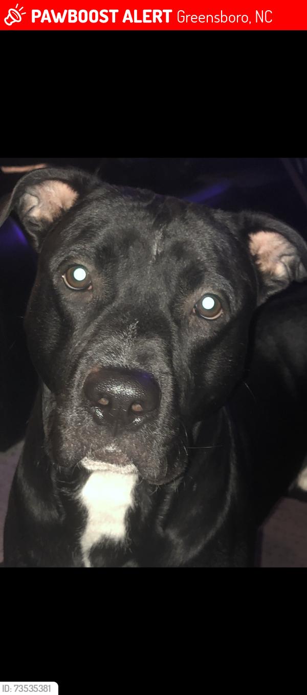 Lost Male Dog last seen Montrose Dr, Greensboro, NC 27403