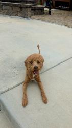 Reunited Female Dog last seen Bryton Crossing, Huntersville, NC 28078