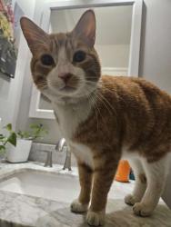 Reunited Male Cat last seen Steel Ridge s, Edmonton, AB T5A 4M6