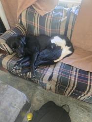 Reunited Male Dog last seen Daffodil ave west jordan ut 84081, West Jordan, UT 84081