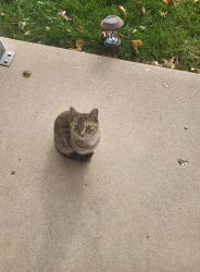 Lost Female Cat last seen Manitou, Lafayette, IN 47909