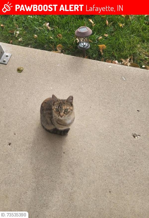 Lost Female Cat last seen Manitou, Lafayette, IN 47909