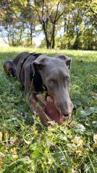 Found/Stray Female Dog last seen Fire station, Cincinnati, OH 45214