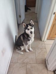 Reunited Male Dog last seen Daffodil ave west jordan ut 84081, West Jordan, UT 84081