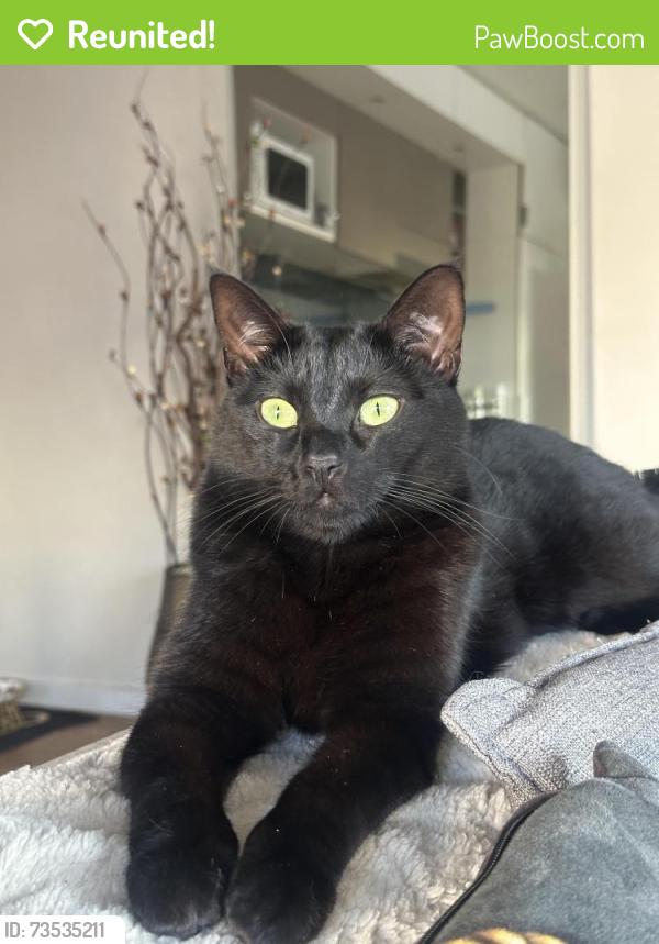 Reunited Female Cat last seen Qt cafe on high street, Glen Iris, VIC 3146