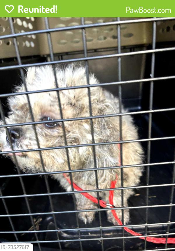 Reunited Female Dog last seen Latta Rd/Mont Morency, Rochester, NY 14612