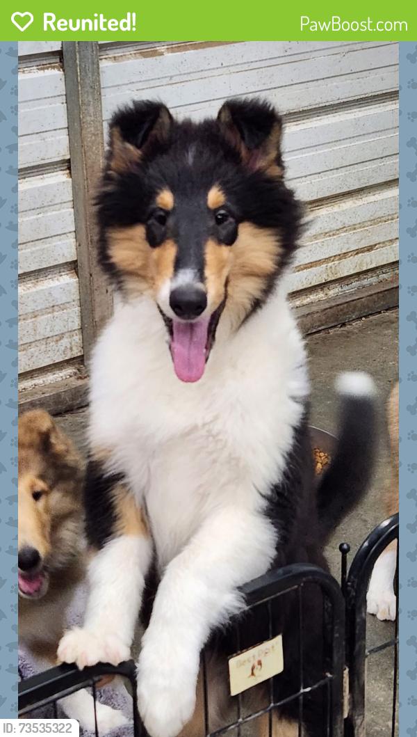 Reunited Female Dog last seen Hemingway Grove Circle, Knoxville, TN 37922