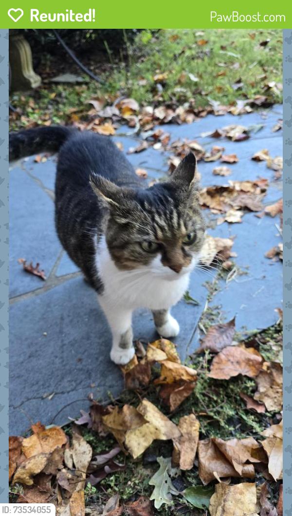 Reunited Female Cat last seen Valhalla Dr Greensboro NC, Greensboro, NC 27406