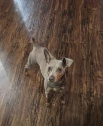 Lost Male Dog last seen 249th St.Memphis Avenue Rosedale,NY, Queens, NY 11422