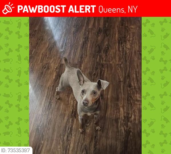 Lost Male Dog last seen 249th St.Memphis Avenue Rosedale,NY, Queens, NY 11422