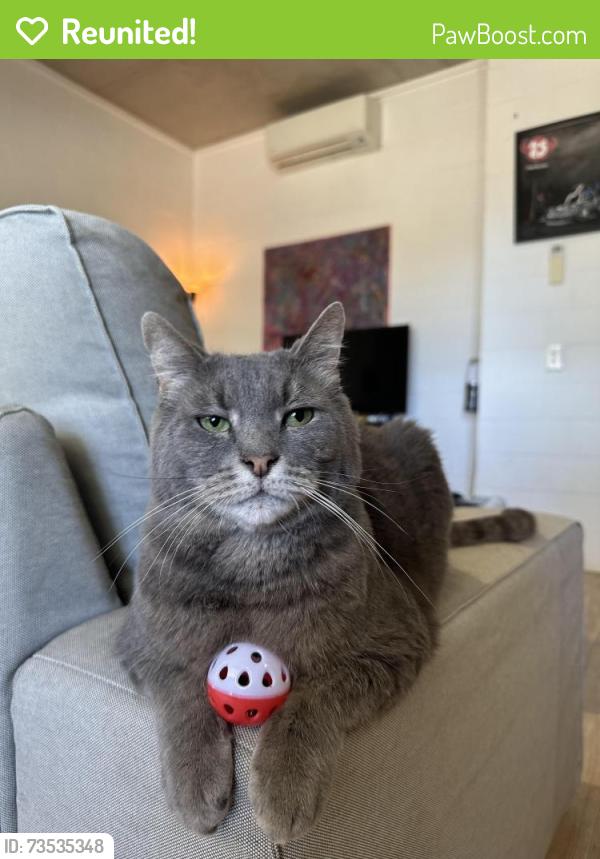Reunited Male Cat last seen bicton baths, Bicton, WA 6157