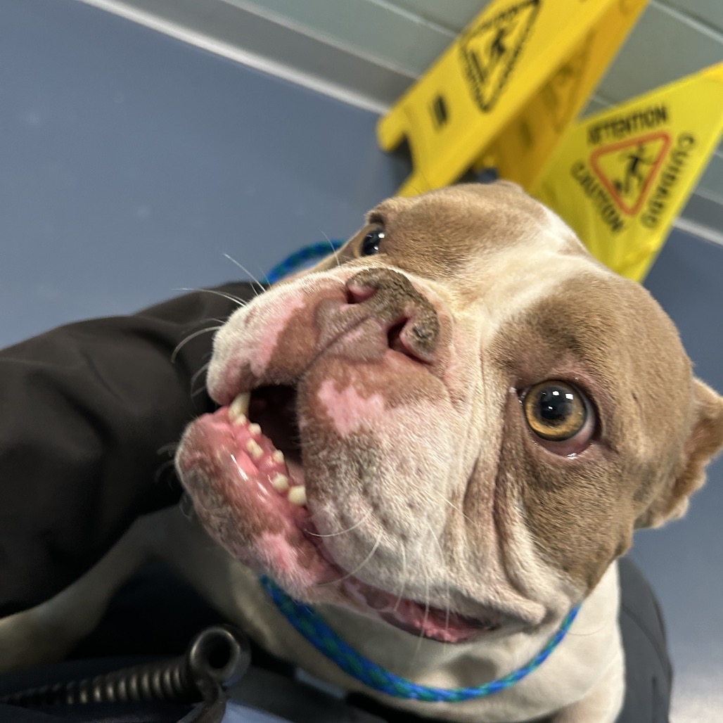 Shelter Stray Female Dog last seen , 980 Guilford College Rd, Greensboro, NC 27409, USA