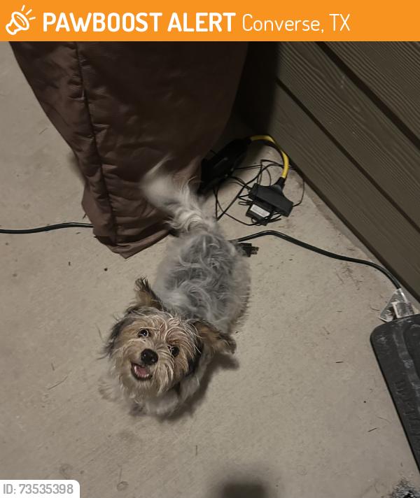 Found/Stray Unknown Dog last seen Seaside manor at summer hills subdivision, Converse, TX 78109