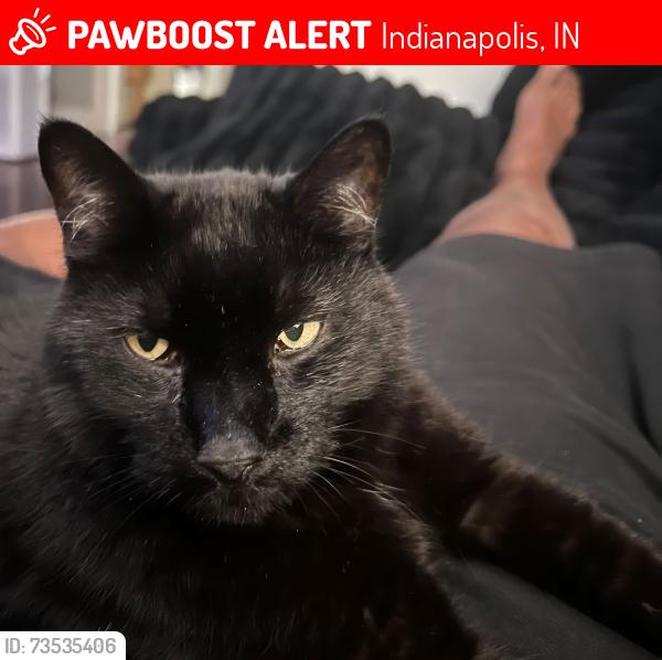 Lost Male Cat last seen Near Riverside Dr. Indianapolis Indiana, Indianapolis, IN 46202